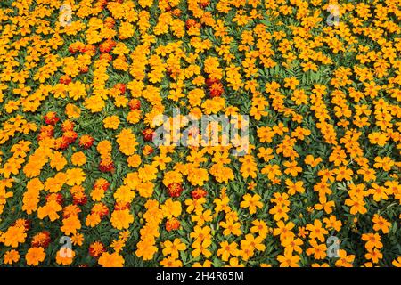 Tagete 'disco Orange' - fiori marigold che crescono in contenitori all'interno di una serra. Foto Stock