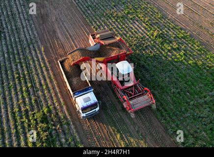 Vista aerea della vendemmia di patate alla raccolta stagionale di patate dal campo. La mietitrebbiatrice di patate agricola carica le patate nel camion a. Foto Stock