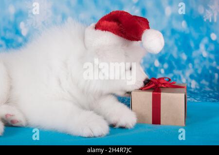 Bianco divertente cane di cucciolo Samoyed in cappello rosso di Babbo Natale con regalo su sfondo blu Natale o Capodanno con fiocchi di neve Foto Stock