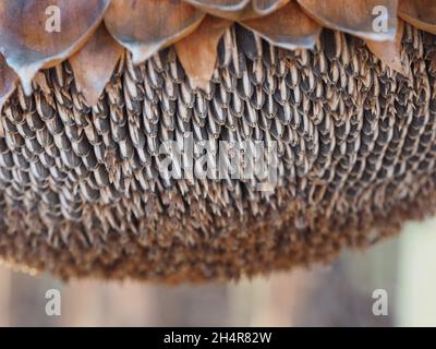 Semi di girasole maturi defocused in fiore. Foto Stock