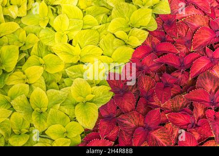 Solenostemon 'Wizard Golden' e 'Wizard Velvet' - foglie di Coleus Foto Stock