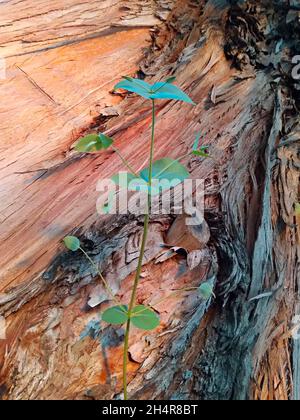 Corteccia colorata dell'albero di eucalipto cinerea, eucalipto Foto Stock