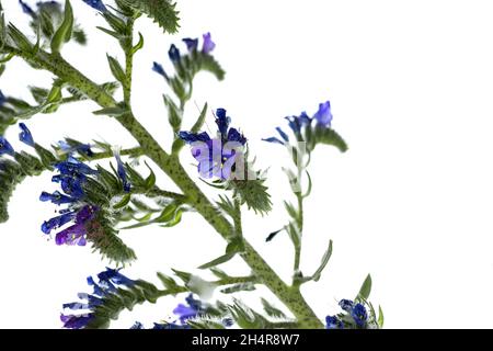 Fiore selvatico vibrante blu blueweed fiori, Echium vulgare su sfondo bianco Foto Stock