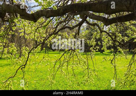 Ulmus glabra 'Pendula' - rami di albero Scotch Elm con foglie emergenti in primavera, Montreal Botanical Garden, Quebec, Canada Foto Stock