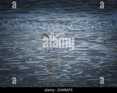 Coppia di Snowy Egrets a mezz'aria durante una danza di accoppiamento sopra il surf di una spiaggia della Florida. Foto Stock