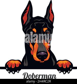 Doberman Pinscher - razza del cane. Immagine a colori di una testa di cani isolato su uno sfondo bianco - vettore stock Illustrazione Vettoriale