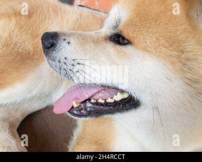 Primo piano ritratto di sorridente giovane Akita-Inu cane sdraiato su un pavimento piastrellato Foto Stock