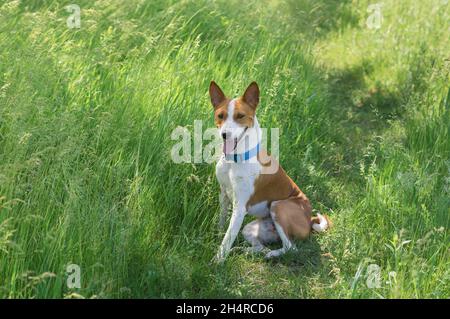 Buon cane basenji seduto in erbe selvatiche primaverili e sorridente Foto Stock