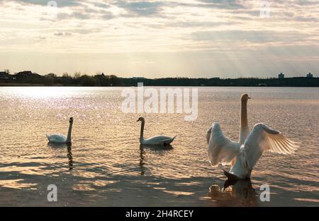 Cigni sul lago al tramonto serale. Un cigno spalma le sue ali Foto Stock