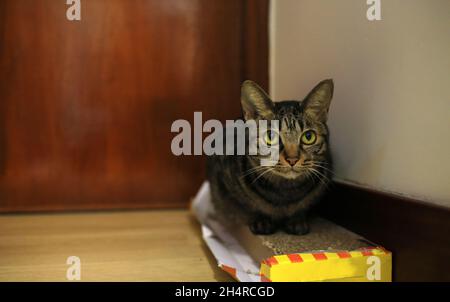 cat paura e nascondersi ad angolo Foto Stock