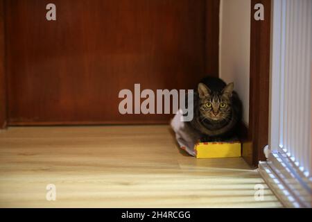 cat paura e nascondersi ad angolo Foto Stock