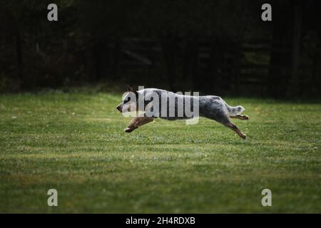 Gare e sport con cane all'aria aperta sul campo verde nel parco. Il coleale blu australiano corre velocemente in avanti. Cane da bestiame australiano. Bellissima Foto Stock