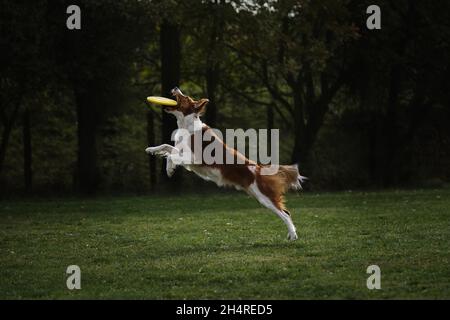 Il bordo soffice collie di colore rosso bianco sibile salta in alto e cattura il disco di plastica volante giallo con la sua bocca. Competizioni e sport con cane i Foto Stock