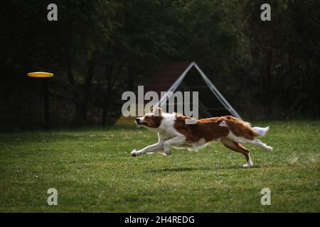Il bordo morbido di colore bianco rossastro corre veloce e cerca di raggiungere lo speciale disco di plastica volante. Competizioni e sport con cane in aria fresca sul verde Foto Stock