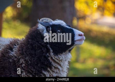 Ritratto di una pecora Jacob in bianco e nero a quattro corna che guarda la macchina fotografica mentre si trova sul campo Foto Stock