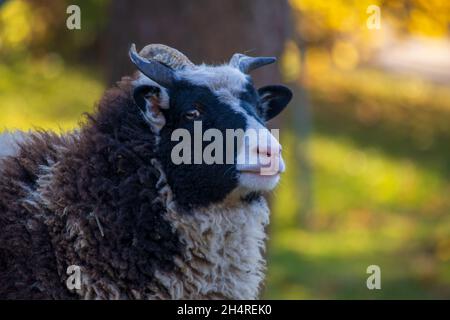 Ritratto di una pecora Jacob in bianco e nero a quattro corna che guarda la macchina fotografica mentre si trova sul campo Foto Stock