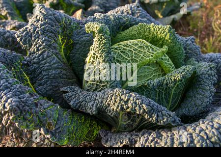cavolo savoia che cresce in un giardino biologico Foto Stock