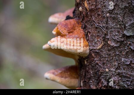 primo piano di fungo di albero che cresce sulla corteccia di un vecchio albero Foto Stock