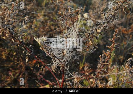 Spiderweb bianco gelido sulle piante in prima mattina nei campi della Lituania Foto Stock