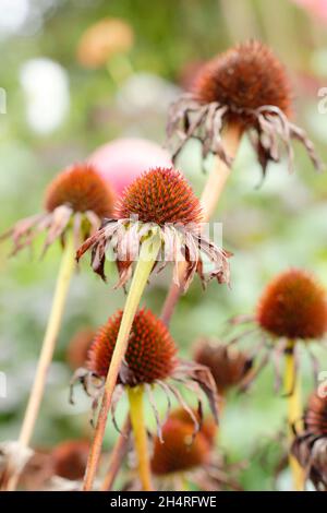 Testa di mare di Echinacea purpurea viola coneflower in autunno. REGNO UNITO Foto Stock