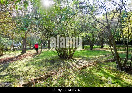 Donna anziana che cammina attraverso il frutteto a Highdown Chalk Gardens Worthing West Sussex Foto Stock