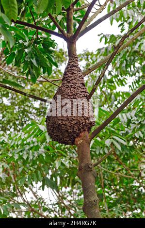 Nido di termite nella foresta pluviale Amazzonica in Perù Foto Stock