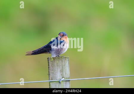 Benvenuti Swallow, Tasmania, Australia Foto Stock