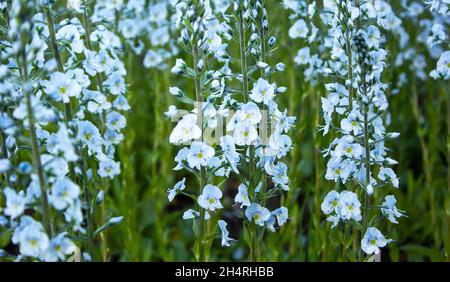 Tenero fiori blu Fanfar delphinium sul campo in estate Foto Stock