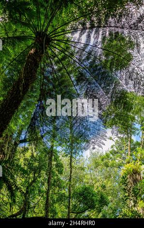 Felci di alberi che crescono nel Parco Nazionale di Mount Field Tasmania Foto Stock