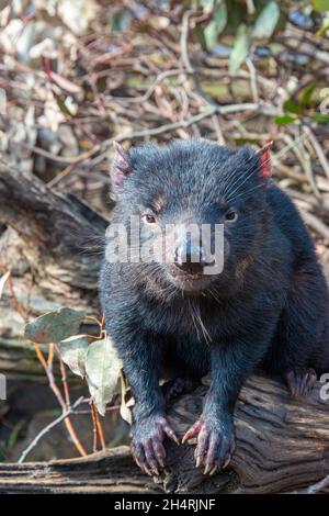 Diavolo della Tasmania, Cradle Mountain, Tasmania, Australia Foto Stock