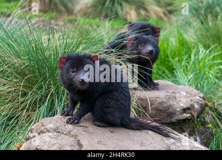 Il diavolo della tasmania cita in cattività, Tasmania Foto Stock