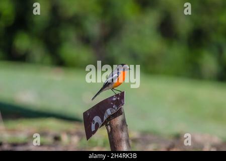 Barbone di fiamma appollaiato sul cartello, Tasmania Foto Stock