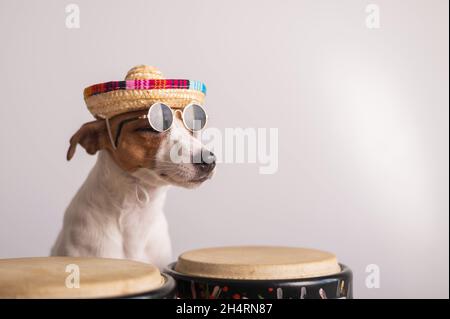 Un cane divertente in un sombrero e occhiali da sole gioca i tamburi mini bongo. Jack Russell Terrier in un cappello di paglia accanto a una tradizionale percussione etnica Foto Stock