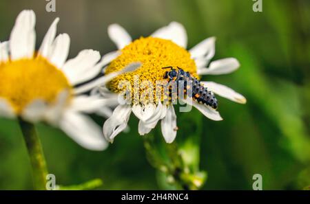 Ladybird larvae su bue-eye margherita fiore Foto Stock