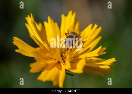L'alimentazione del hoverfly sul fiore di coreopsis Foto Stock