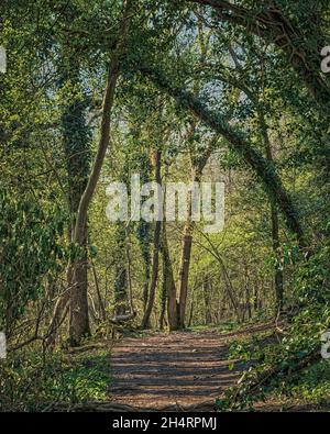 Gli alberi di tall che si archiano sul Sentiero. Fleagarth Wood, Silverdale. Foto Stock