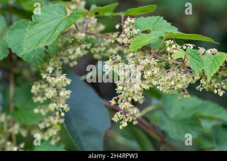 Hopfen, männliche Blüten, männliche Pflanze, Gewöhnlicher Hopfen, Echter Hopfen, Humulus lupus, Hop, Hop, luppolo, le Houblon, Le houblon grim Foto Stock