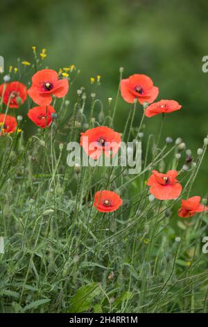 Klatsch-Mohn, Klatschmohn, Mohnblume, Klatschrose, Mohn, Papaver roeas, Poppy di mais, papavero di campo, papavero comune, papavero, Rosa di mais, papavero delle Fiandre, rosso Foto Stock