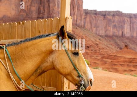 Monument Valley, UT - 20 maggio 2019 Cavallo utilizzato per la fotografia Monument Valley Foto Stock