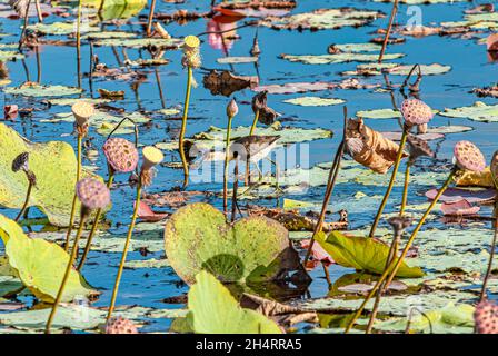 Jacana pettinata australiana (Ireeparra gallinacea), nota anche come lotusbird o lilytrotter Foto Stock