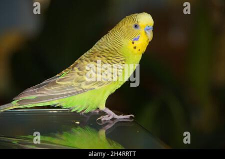 il budgie verde è domato. pappagallo luminoso bello Foto Stock