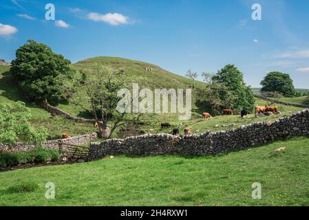 Paesaggio estate, vista in estate di un paesaggio tradizionale Yorkshire Dales con muri di pietra a secco a Malhamdale, North Yorkshire, Inghilterra, Regno Unito Foto Stock