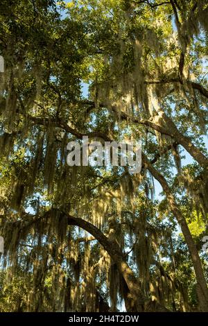 Gli alberi drappeggiati di muschio spagnolo sono una caratteristica iconica e onnipresente nella regione bassa del South Carolina. Foto Stock