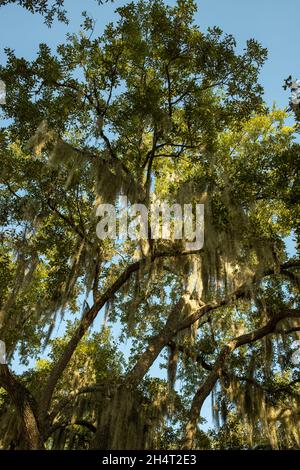 Gli alberi drappeggiati di muschio spagnolo sono una caratteristica iconica e onnipresente nella regione bassa del South Carolina. Foto Stock