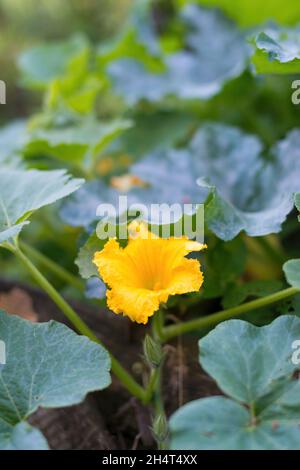 Bel giallo - arancio fiore di zucca in fiore. Particolare di pianta di zucca in fiore in giardino fatto in casa, circondato da foglie. Agricoltura biologica, guarire Foto Stock