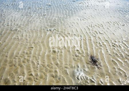 Harbour Island, situato vicino a Beaufort, South Carolina, è una delle molte isole marine della costa della Carolina, perfetta per una fuga tranquilla. Foto Stock