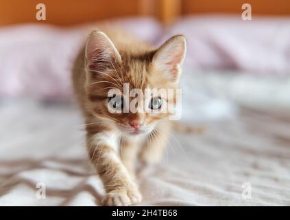 Vista ravvicinata, il bel ginger kitten si pone al coperto. Concetto di collezione di animali domestici e carini Foto Stock