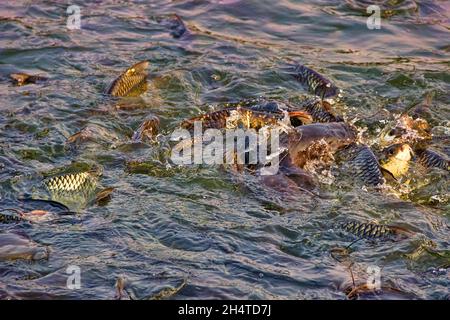 Le carpe cinesi (Ctenopharyngodon idella) sono allevate negli stagni del sud-est asiatico. Questi pesci reagiscono vividamente all'alimentazione, stabilimento di pesci dello stagno. Pesce gatto Foto Stock