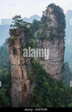 Alberi che crescono sulle colonne di pietra arenaria quarzite della foresta di pietra di Zhangjiajie National Forest Park, Cina. Foto Stock