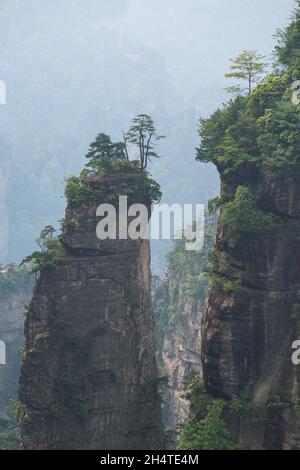 Alberi che crescono sulle colonne di pietra arenaria quarzite della foresta di pietra di Zhangjiajie National Forest Park, Cina. Foto Stock